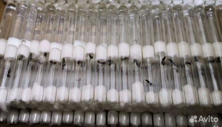 Муравьи-жнецы для фермы Messor structor