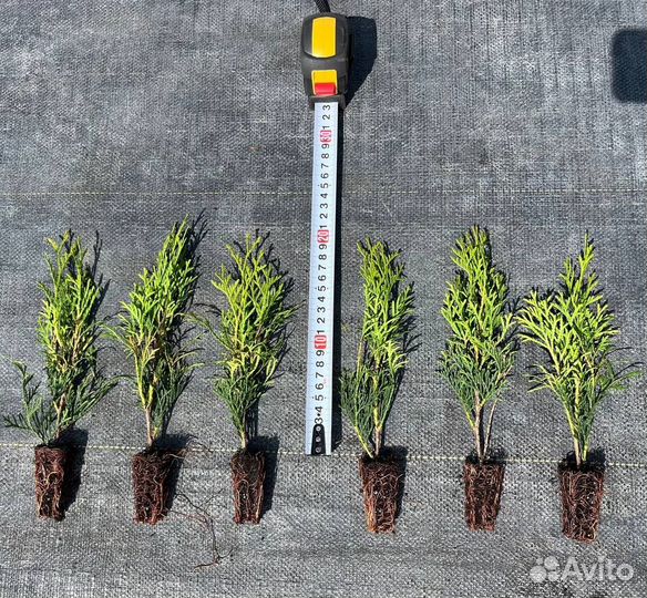 Туя Смарагд