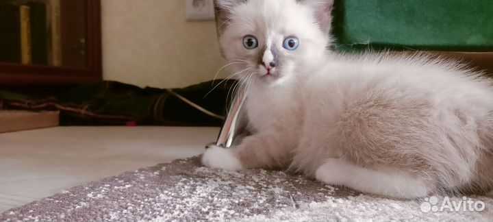 Котëнок в добрые руки