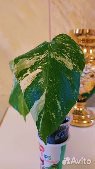 Монстера Альба вариегатная