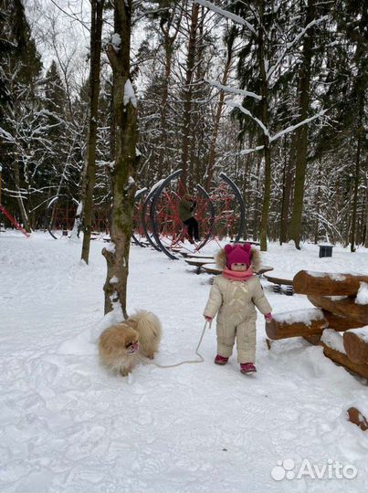 Вязка пекинес