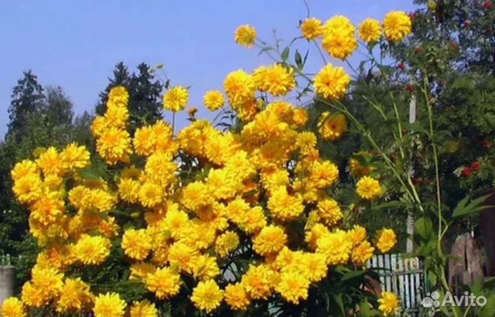 Золотые шары