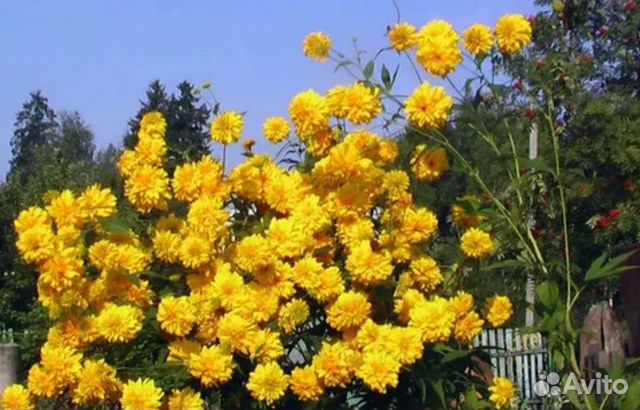 Золотые шары