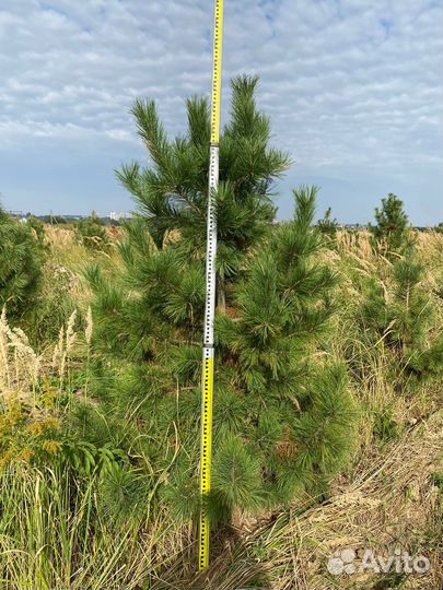 Кедр Сибирский