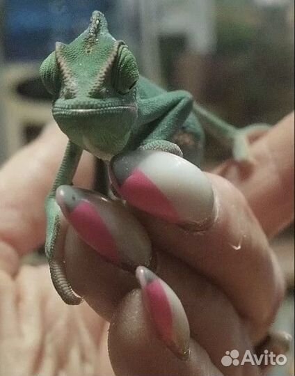 Йеменские хамелеоны, самцы и самки