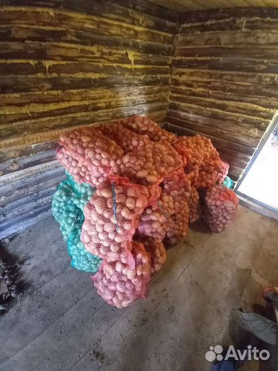 Продам крупный картофель