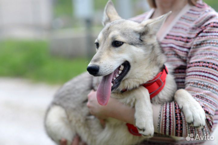 Веселая девочка подросток ищет дом