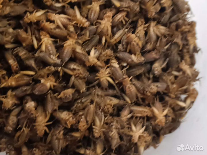 Кормовые объекты. Мыши, сверчки, тараканы, крысы