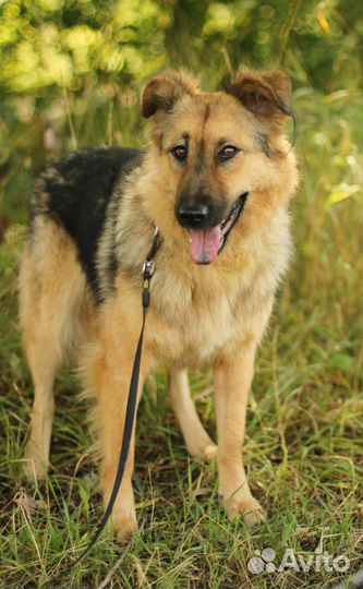 Прелестная собака Юкка в добрые руки