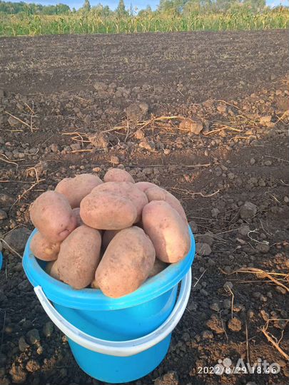 Продам картофель