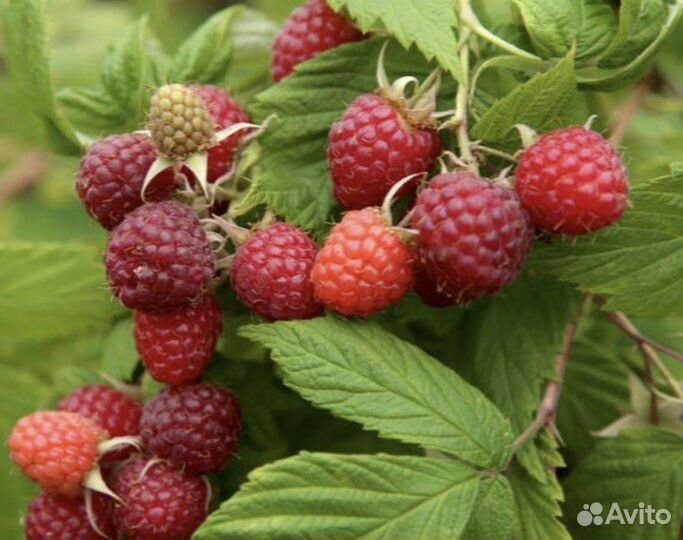 Малина садовая (саженец)