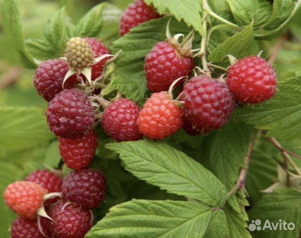 Малина садовая (саженец)