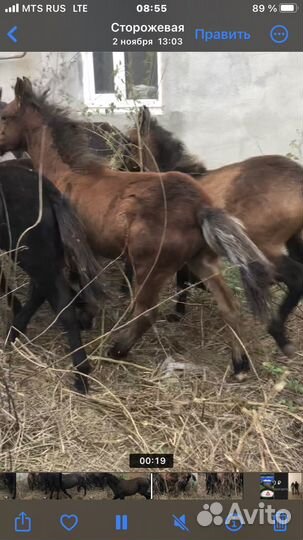 Жеребята кобылки