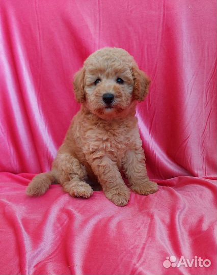 Той-пудель мальчик