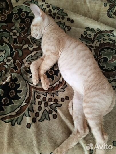 Донской сфинкс-браш