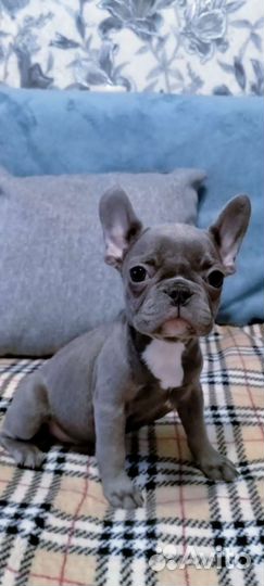 Мини французский бульдог