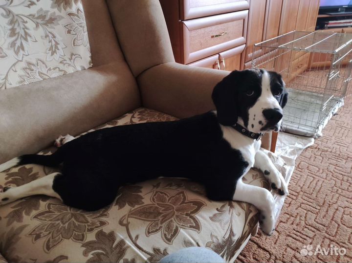 Бигль мальчик