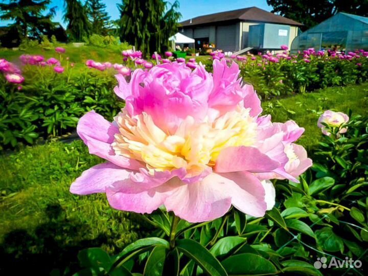 Пионы саженцы Распберри Сандей