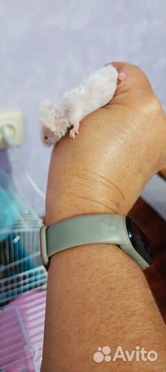 Продам декоративных мышей тексель рекс