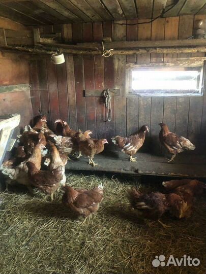 Куры несушки