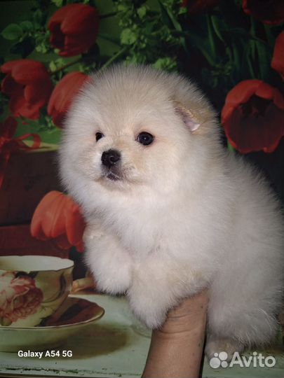 Шпиц мальчик и девочки