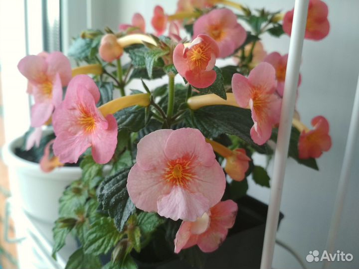 Цветущий комнатный ахименес