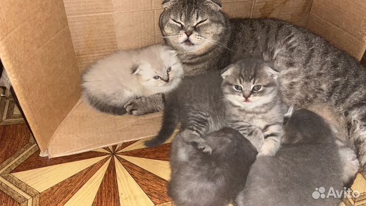 Продаются котята