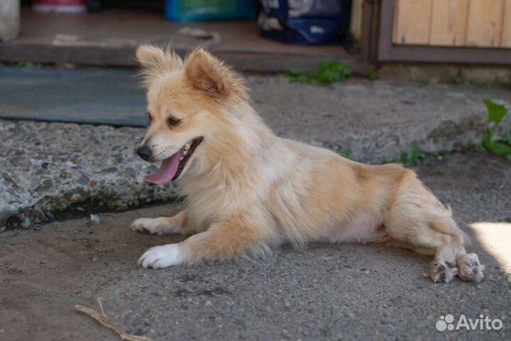 Собака. Зимка малышка. Ставрополь. в добрые руки