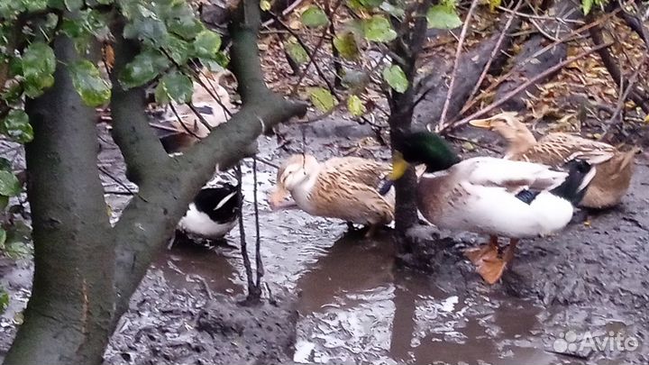 Домашняя птица