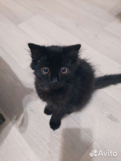 Черный котенок мальчик