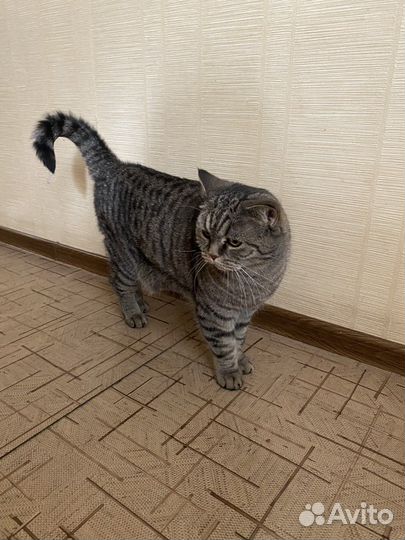 Шотландский кот