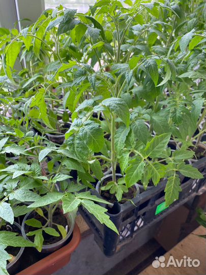 Рассада овощей