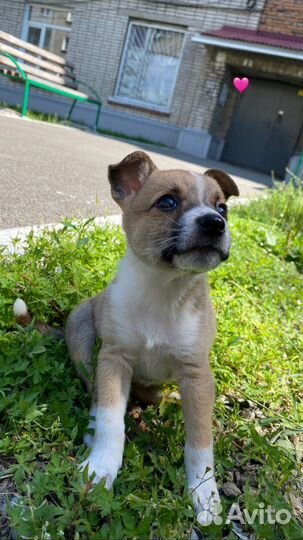 Отдам щенка в добрые руки девочка