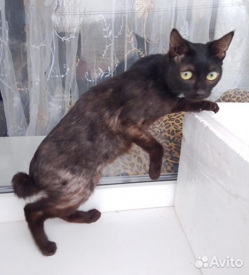 Котик в добрые руки