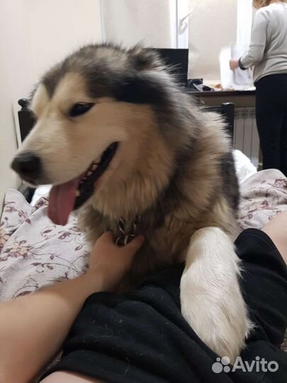 Выгул собак