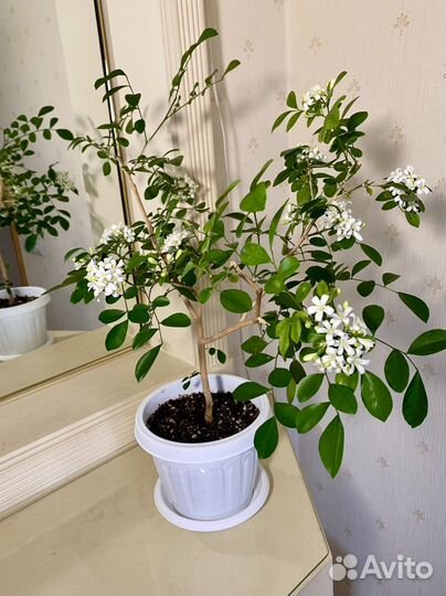 Муррайя метельчатая (японская)