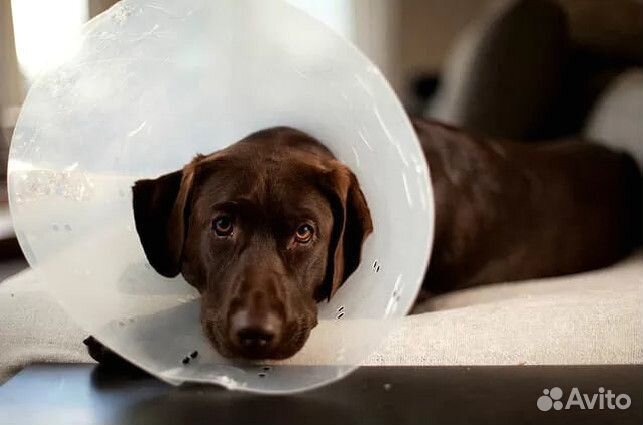 Скорая ветеринарная помощь. Ветеринарный врач