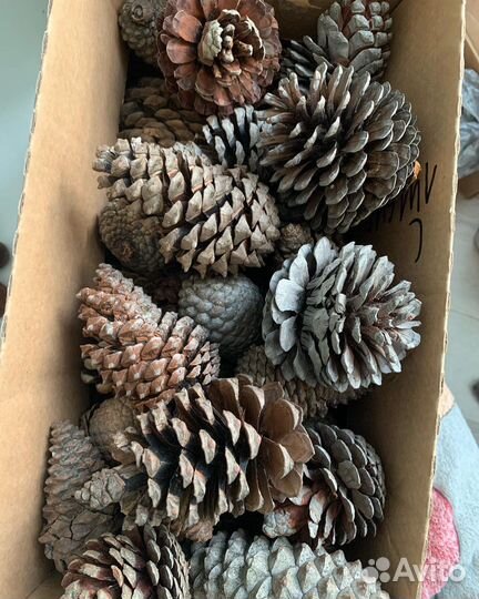 Шишки сосновые