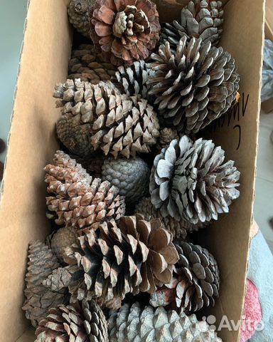Шишки сосновые