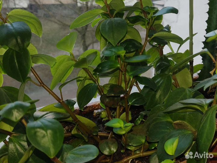 Домашние цветы