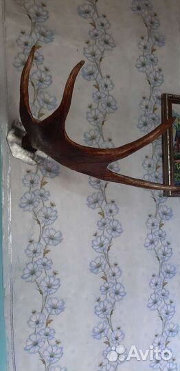 Продам рога лося