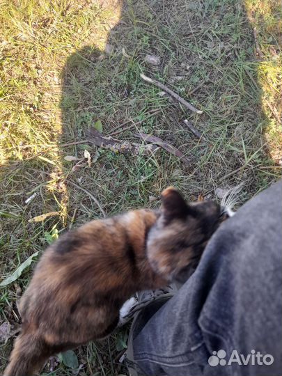 Кошка в добрые руки