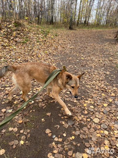 Классная собака ждёт свою семью в приюте