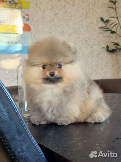 Шпицы мишки