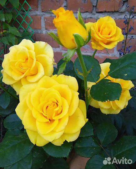 Чайно- гибридные розы