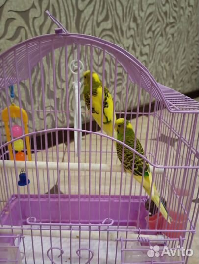 Птенцы волнистый попугай