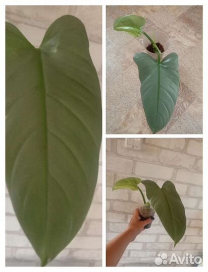 Филодендрон, сингониум