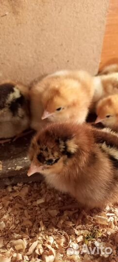Цыплята мясояичной породы
