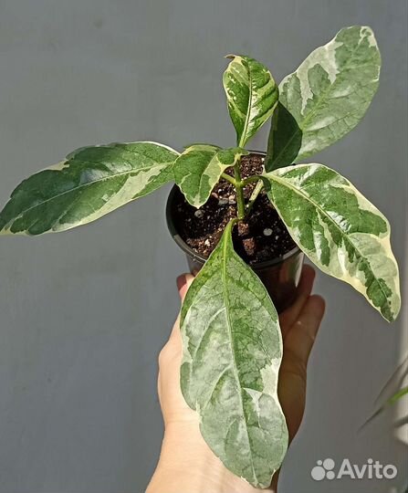 Псевдоэрантемум Комнатные растения Цветы