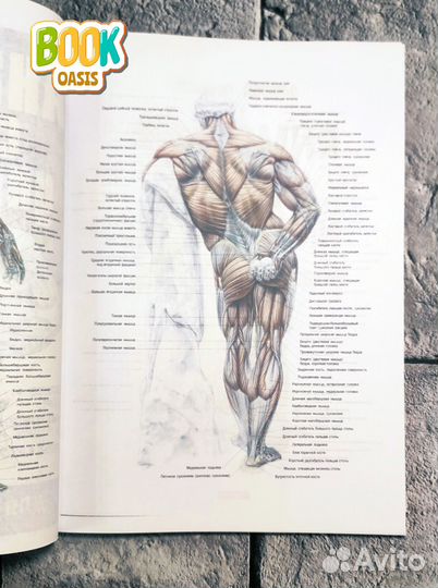 Анатомия силовых упражнений, Фредерик Делавье NEW